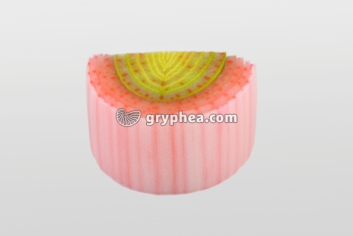 Tige de Poireau après traitement à l'éosine montrant les faisceaux conducteurs de sève CT - gryphea.org